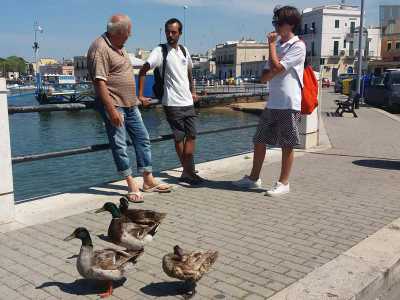 Passeggiando con lui ci rendiamo conto che per gli uccelli rappresenta una guida: lo seguono ovunque vada e alcune addirittura si fermano quando l�uomo glielo chiede